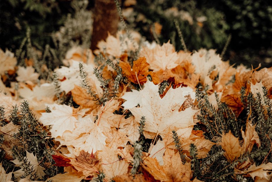 Tafelversiering met geüpcyclede herfstdecoraties. Tafelversiering met geüpcyclede herfstdecoraties.
